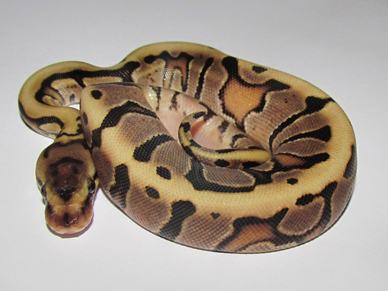 Hidden Gene Woma Granite Vanilla