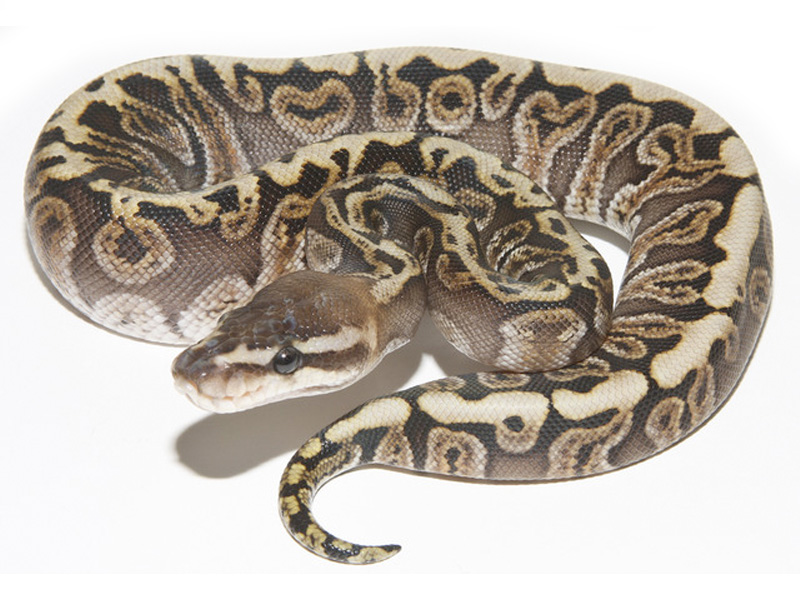 Hidden Gene Woma Granite Yellow Belly Ghi