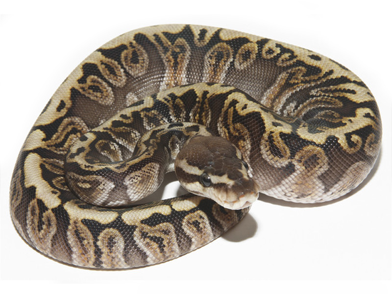 Hidden Gene Woma Granite Yellow Belly Ghi