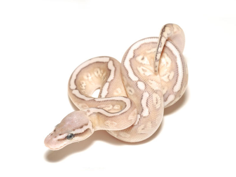 Hidden Gene Woma Lemon Pastel Lesser