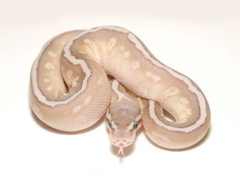 Hidden Gene Woma Lemon Pastel Lesser