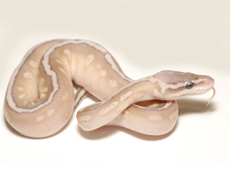 Hidden Gene Woma Lemon Pastel Lesser