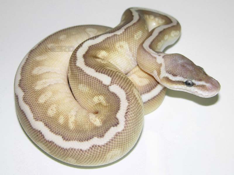 Hidden Gene Woma Lemon Pastel Lesser