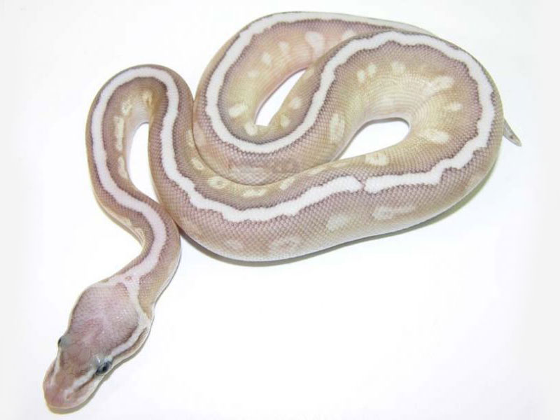 Hidden Gene Woma Lemon Pastel Lesser