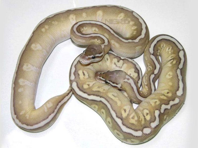 Hidden Gene Woma Lemon Pastel Lesser