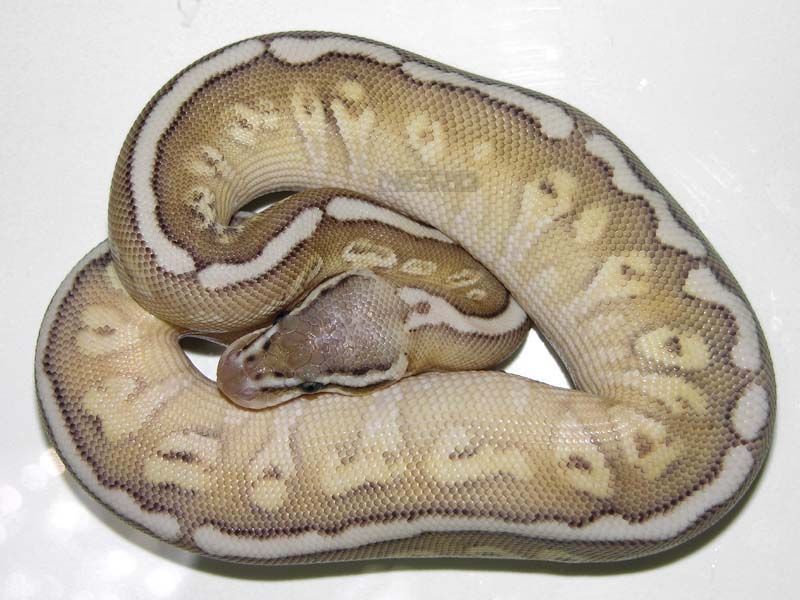 Hidden Gene Woma Lemon Pastel Lesser