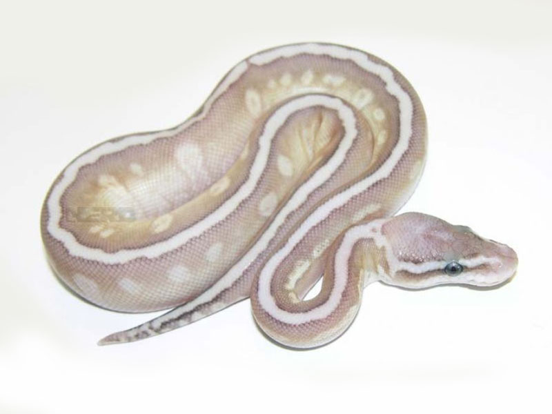 Hidden Gene Woma Lemon Pastel Lesser