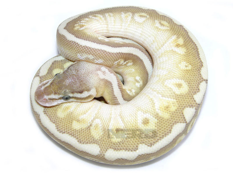 Hidden Gene Woma Lemon Pastel Lesser