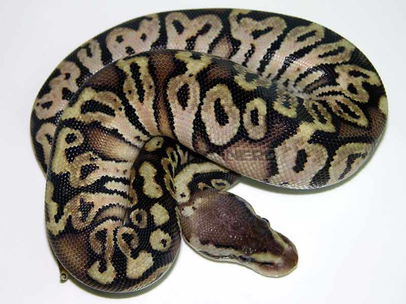 Hidden Gene Woma Lemon Pastel