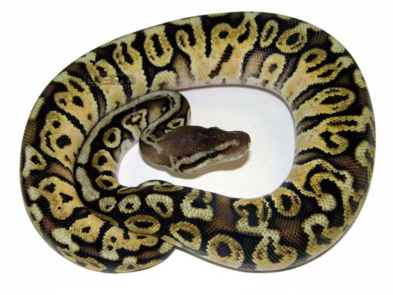 Hidden Gene Woma Lemon Pastel