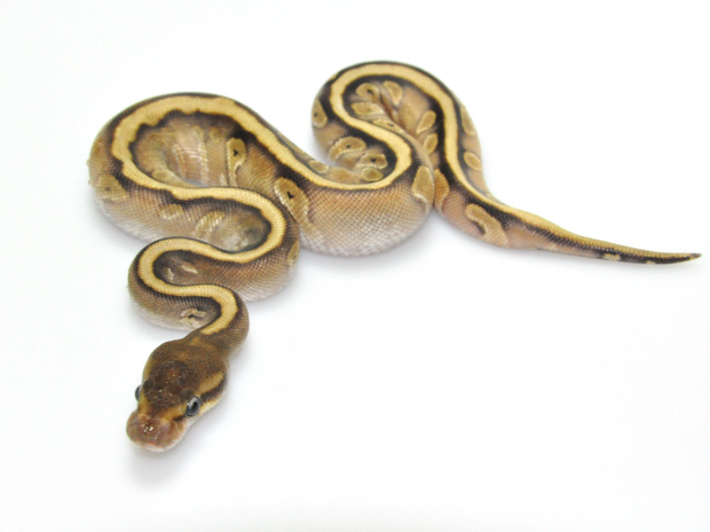 Hidden Gene Woma Mojave Granite