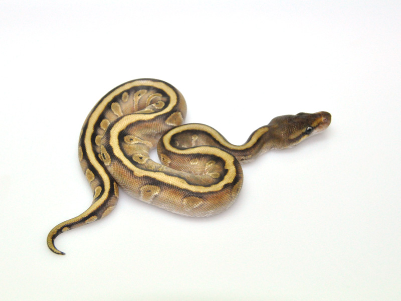 Hidden Gene Woma Mojave Granite