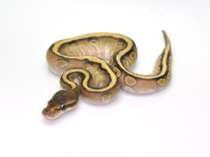 Hidden Gene Woma Mojave Granite