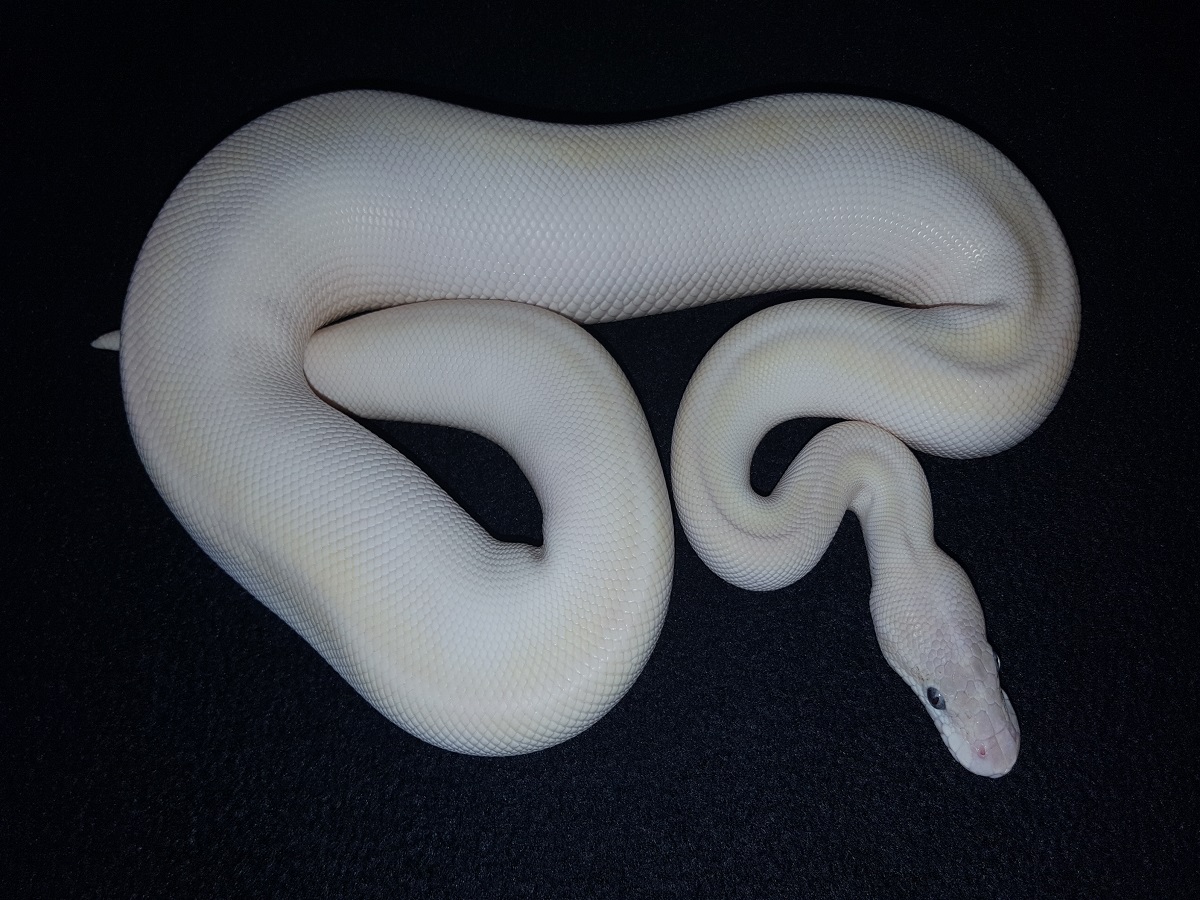 Hidden Gene Woma Mojave Pastel Special