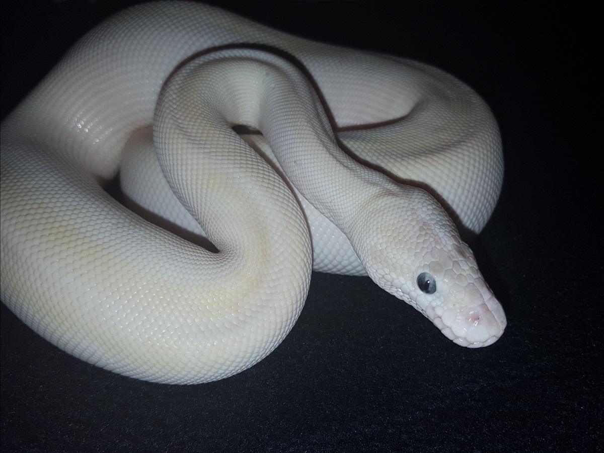 Hidden Gene Woma Mojave Pastel Special