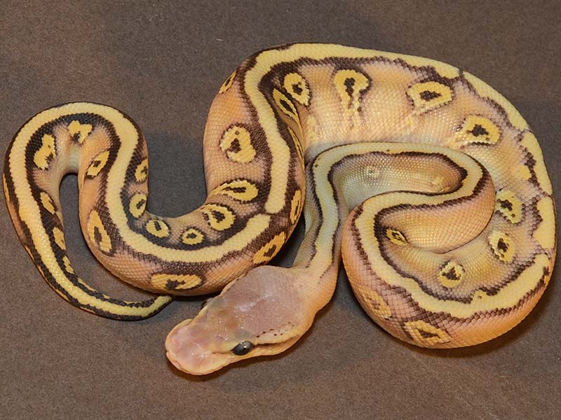 Hidden Gene Woma Mojave Pastel Yellow Belly