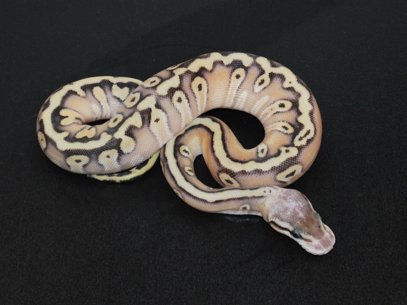 Hidden Gene Woma Mojave Pastel