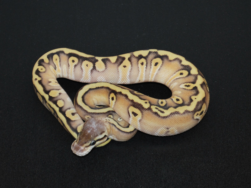 Hidden Gene Woma Mojave Pastel