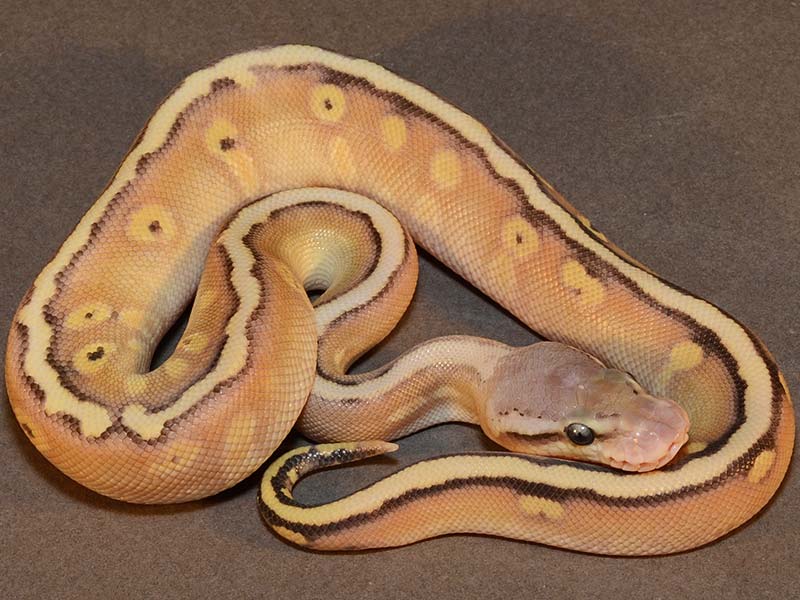 Hidden Gene Woma Mojave Pastel