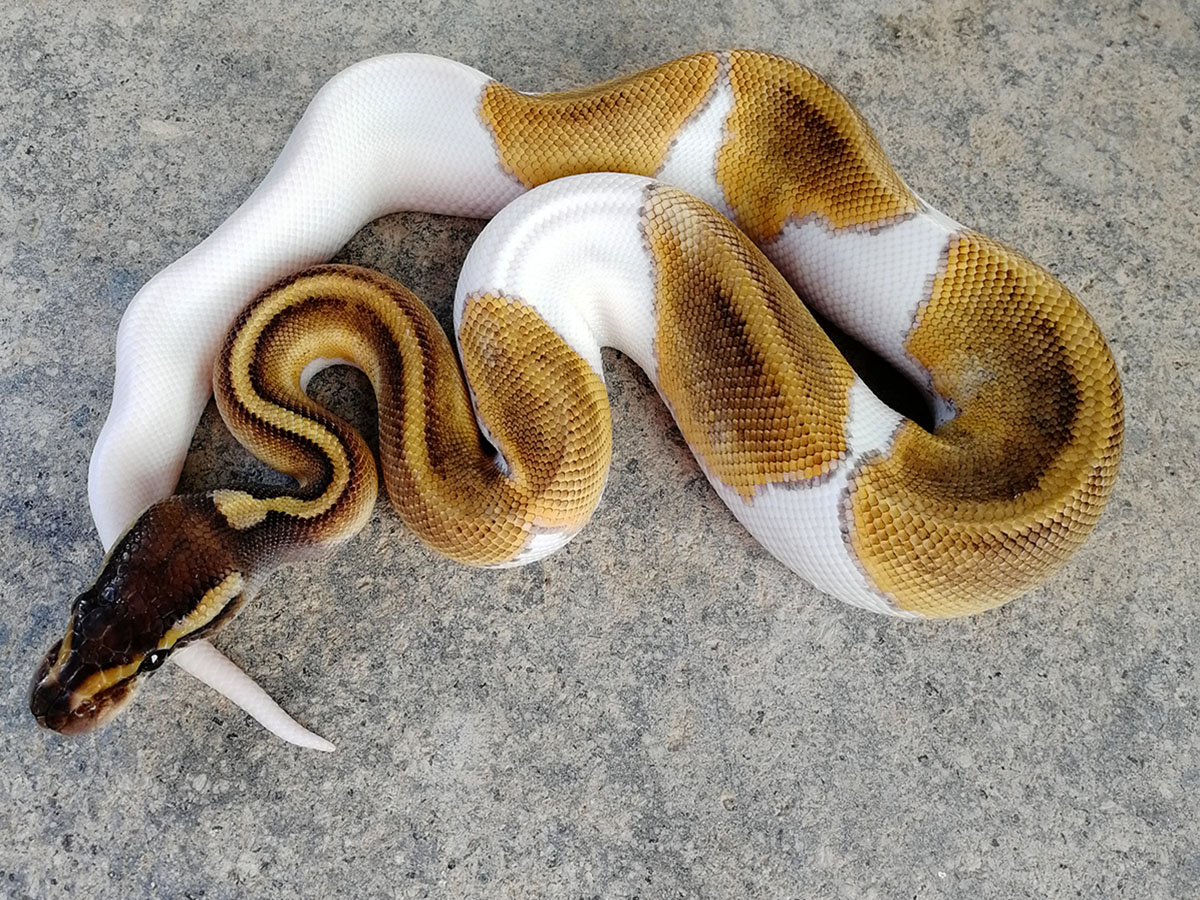 Hidden Gene Woma Mojave Piebald