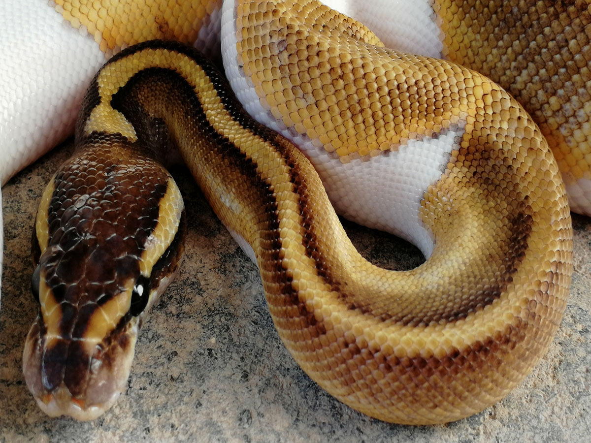 Hidden Gene Woma Mojave Piebald