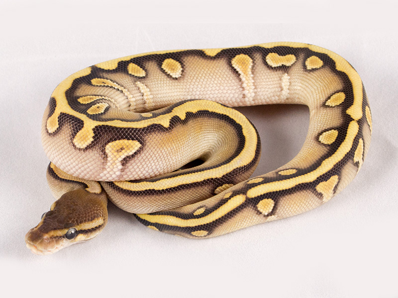 Hidden Gene Woma Mojave Yellow Belly