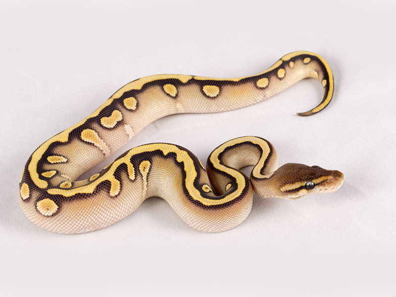 Hidden Gene Woma Mojave Yellow Belly