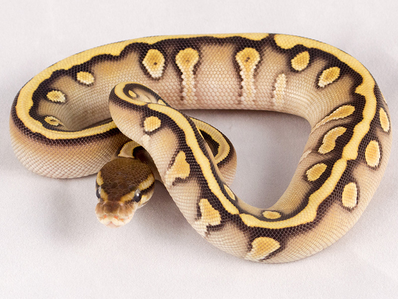 Hidden Gene Woma Mojave Yellow Belly