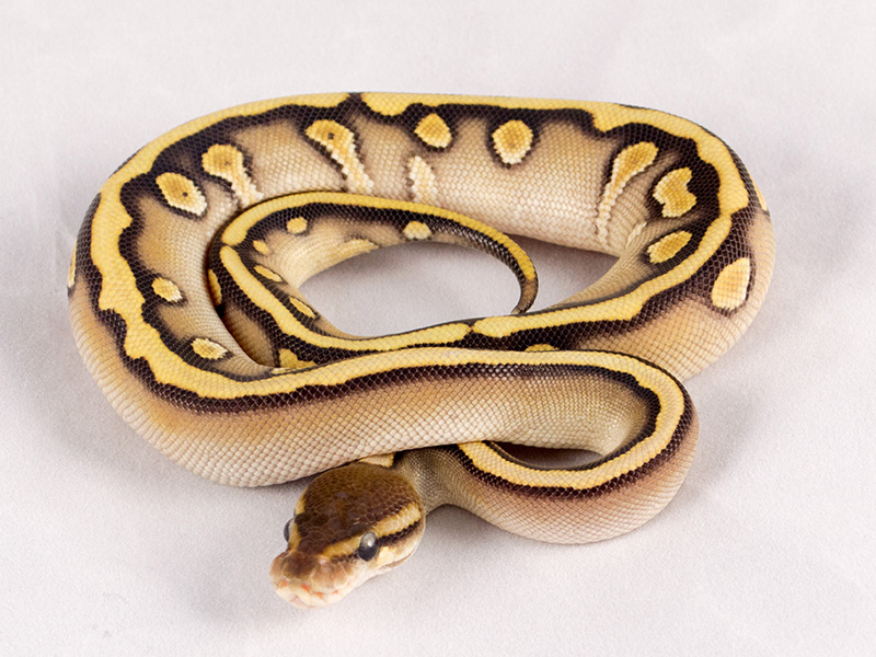 Hidden Gene Woma Mojave Yellow Belly