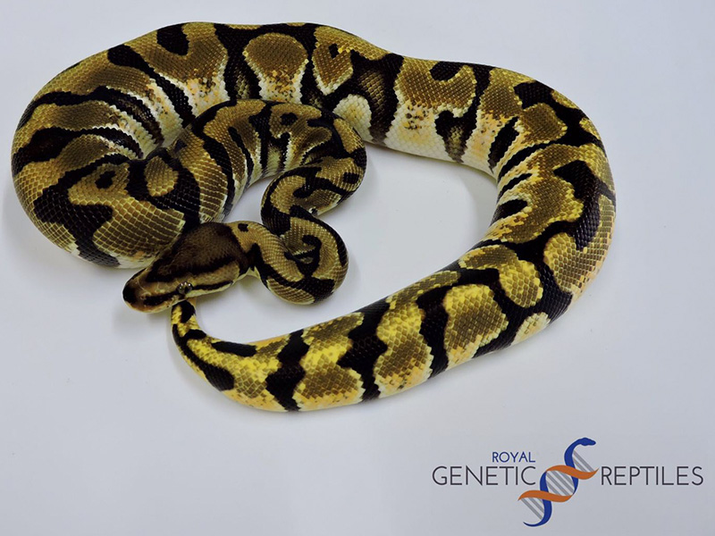 Hidden Gene Woma Orange Dream