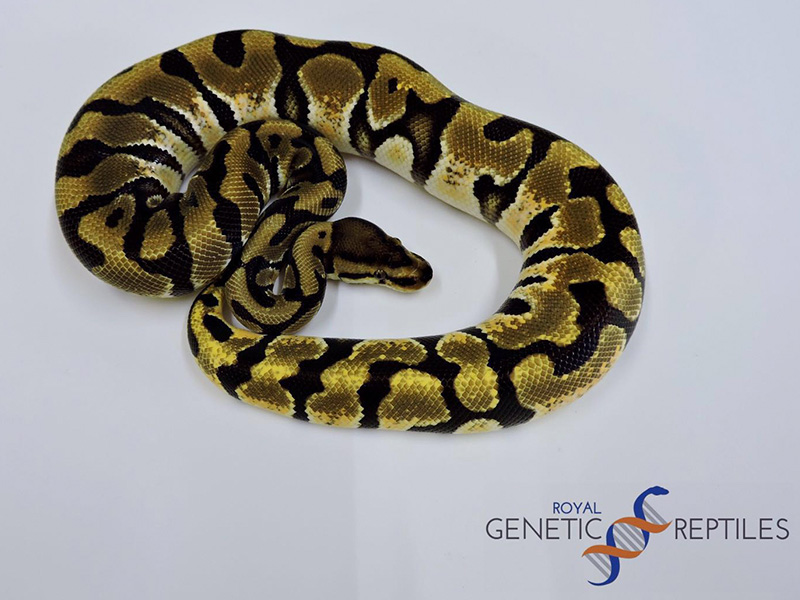 Hidden Gene Woma Orange Dream