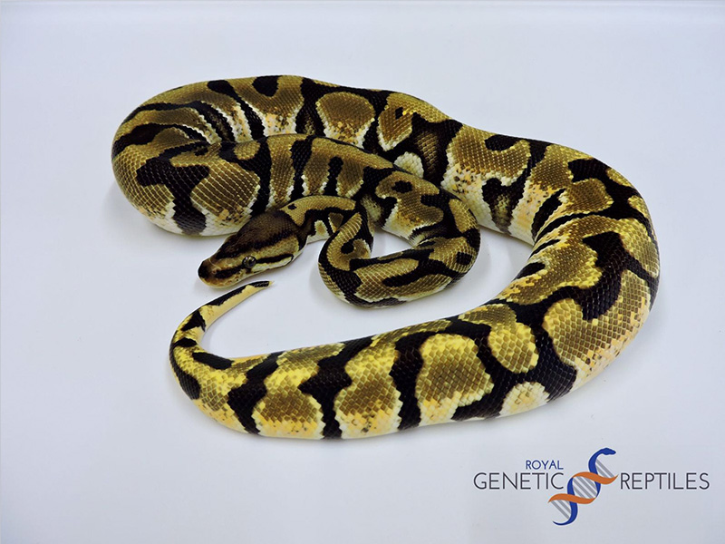 Hidden Gene Woma Orange Dream