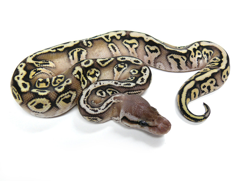 Hidden Gene Woma Pastel Phantom