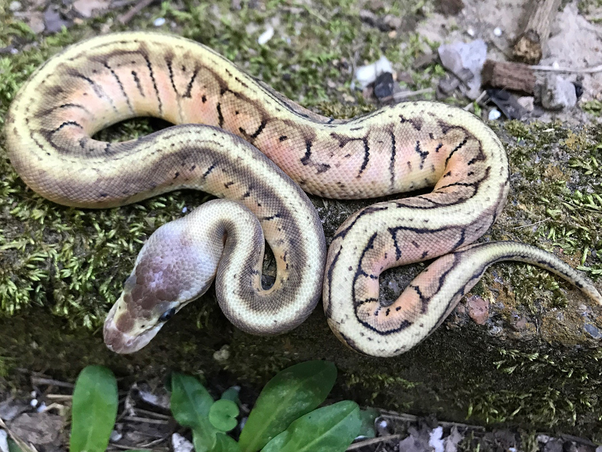 Hidden Gene Woma Pastel Pinstripe Yellow Belly