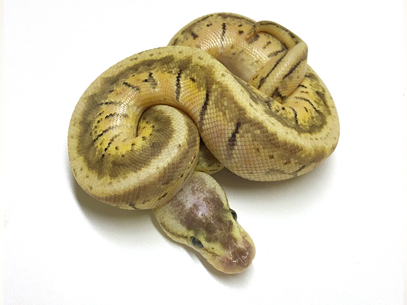 Hidden Gene Woma Pastel Pinstripe