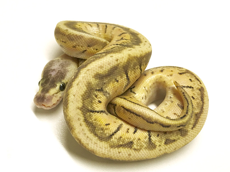 Hidden Gene Woma Pastel Pinstripe