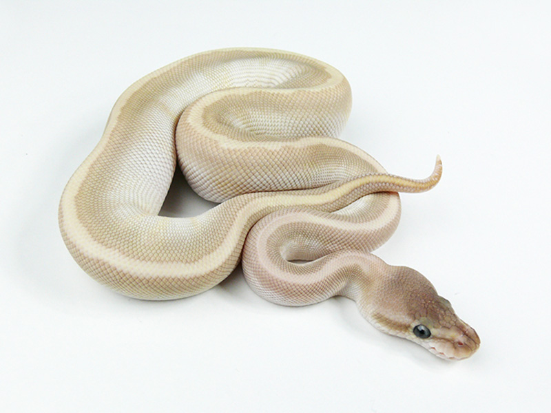 Hidden Gene Woma Phantom Special