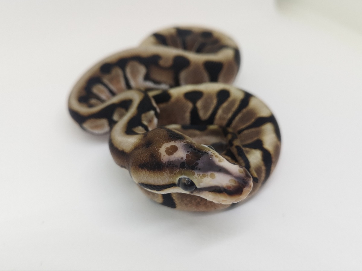 Hidden Gene Woma Scaleless Head