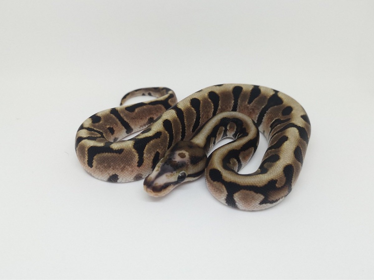 Hidden Gene Woma Scaleless Head