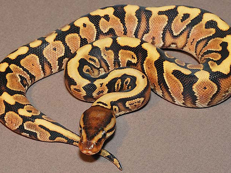 Hidden Gene Woma Yellow Belly