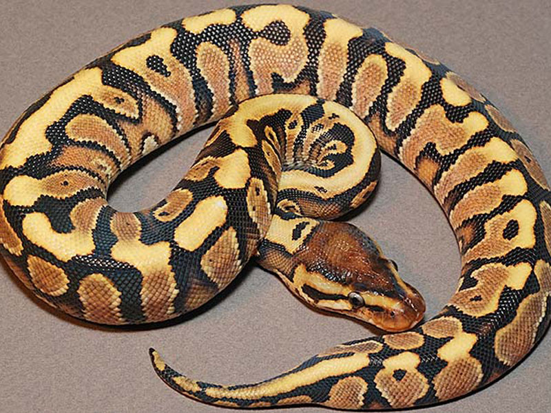 Hidden Gene Woma Yellow Belly