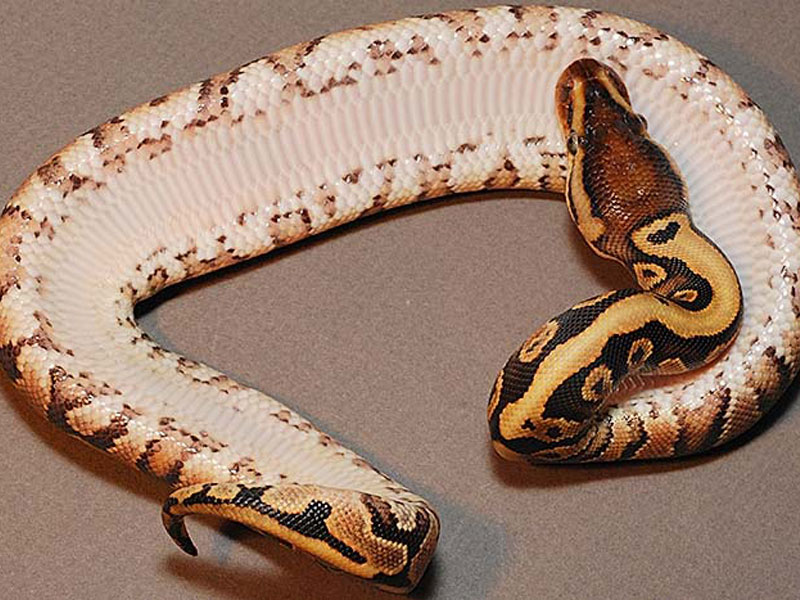 Hidden Gene Woma Yellow Belly