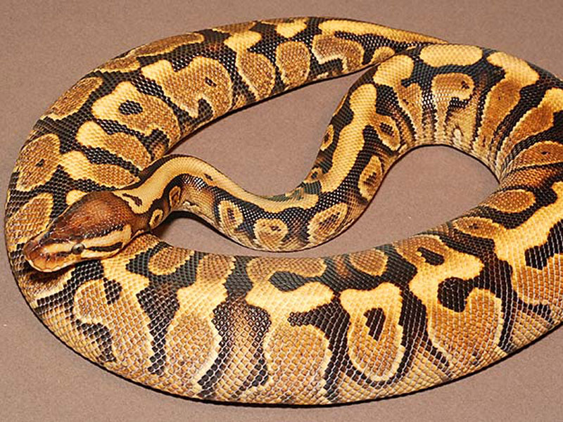 Hidden Gene Woma Yellow Belly