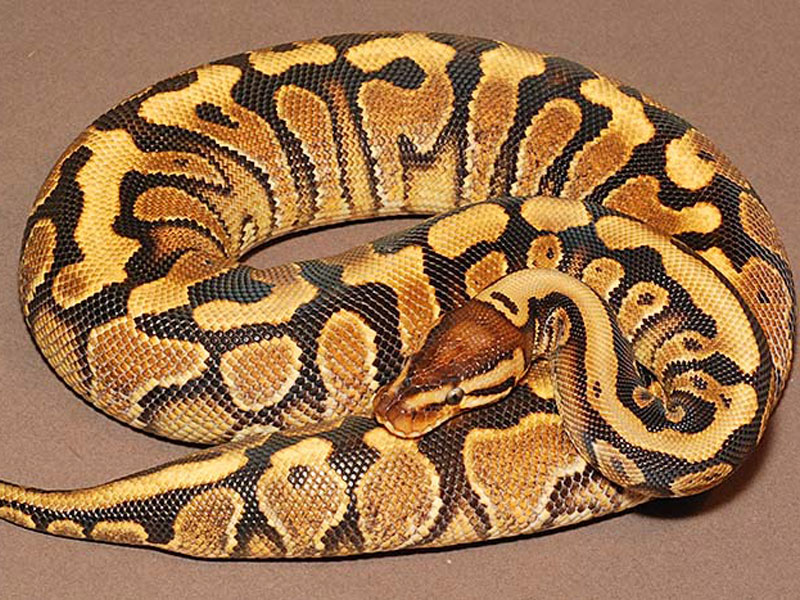 Hidden Gene Woma Yellow Belly