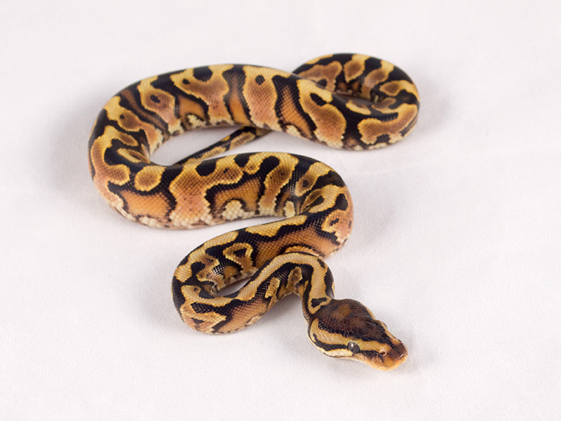 Hidden Gene Woma Yellow Belly