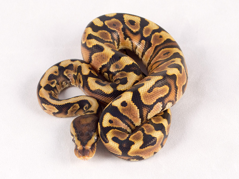 Hidden Gene Woma Yellow Belly