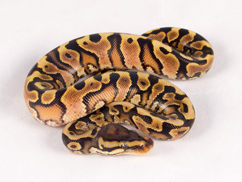 Hidden Gene Woma Yellow Belly