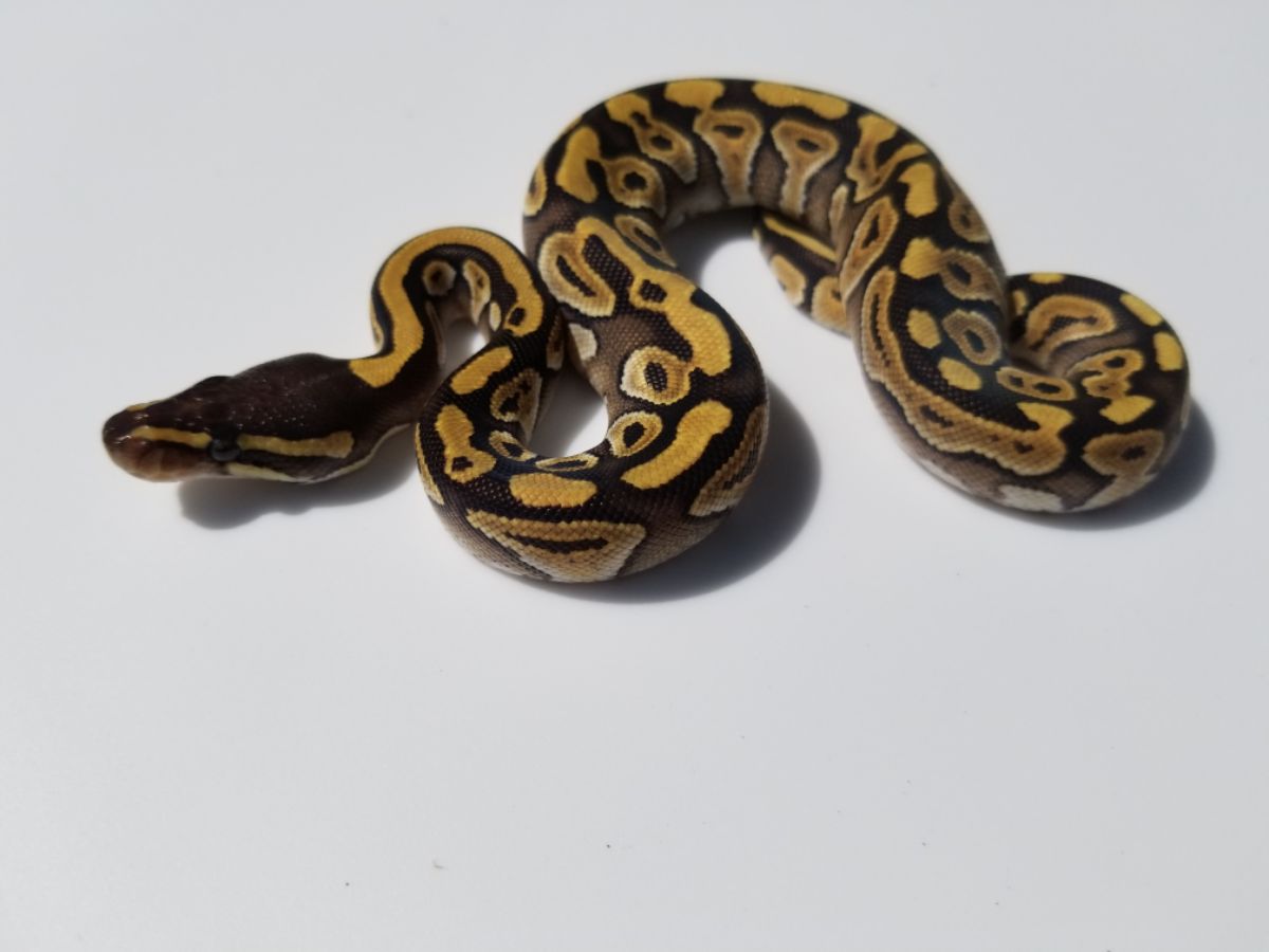 Huffman Mojave Yellow Belly
