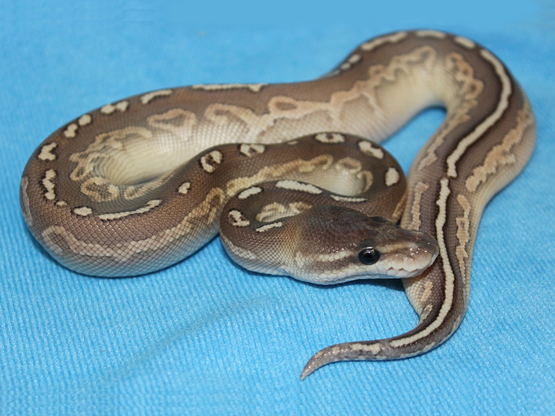 Hurricane Cinnamon Lesser Yellow Belly