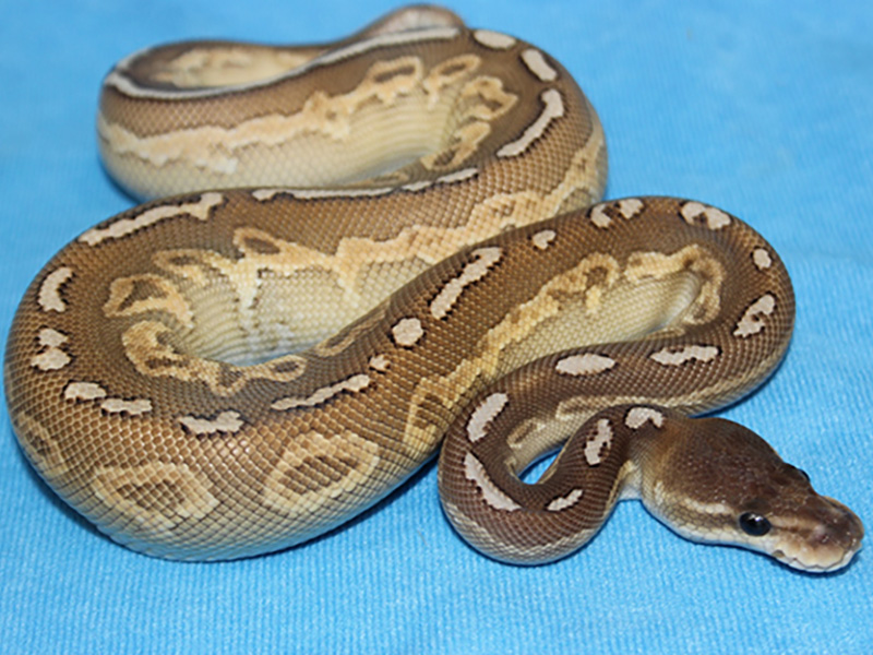 Hurricane Cinnamon Lesser Yellow Belly